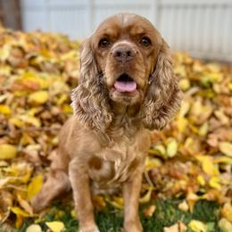 Freyja - Cocker Spaniel