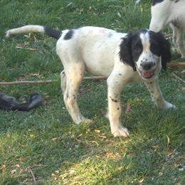Angel - White and black male English Springer Spaniel puppy in Palisade, Colorado from Bigfoot's Kennel