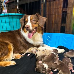 Ripley - Australian Shepherd
