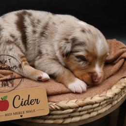 Cider - Red merle male Miniature Australian Shepherd puppy in Apache Junction, Arizona from Circle T Mini Aussies