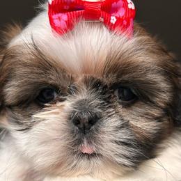 Girl 2 - Tricolor female Shih Tzu puppy in Marion County, Tennessee from Jenkins Puppy Paradise