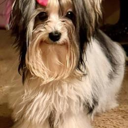 Bella Import Ukraine - Yorkshire Terrier