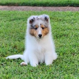 Zack - White blue merle and tan male Shetland Sheepdog puppy in Memphis, Tennessee from Ambrozia Kennels