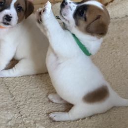 Boy 1 - Tri-color male Jack Russell Terrier puppy in Berthoud, Colorado from Shelby Burleson's Golden Retrievers and Jack Russell Terriers