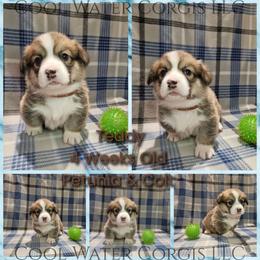 Teddy - Red male Pembroke Welsh Corgi puppy in Kiowa, Colorado from Cool Water Corgis LLC