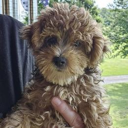 Finnigan - Sable male Yorkipoo puppy in Lebanon, Kentucky from Mosaic Merle Doodles