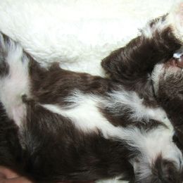 Goldendoodle and Poodle Puppies from David & Patricia Elliott