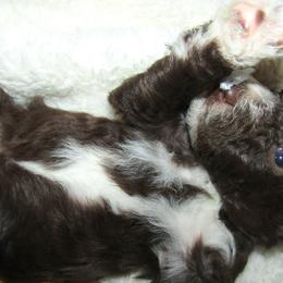 Goldendoodle and Poodle Puppies from David & Patricia Elliott