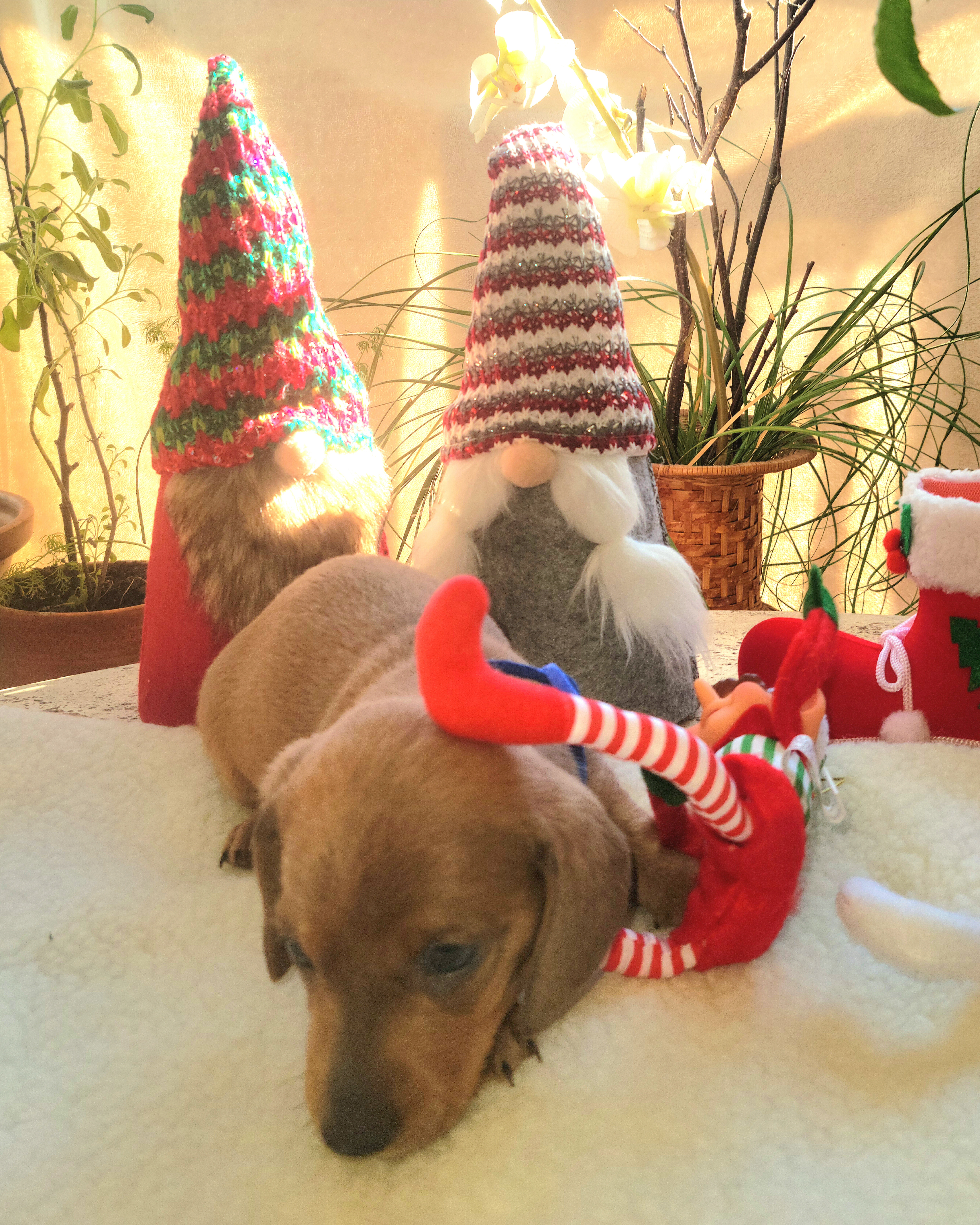 Dachshund Puppies from Evie's Mini Smooth Doxie Ranch