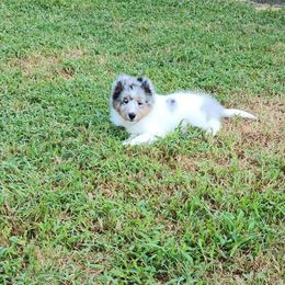 Shetland Sheepdog Puppies from Ambrozia Kennels