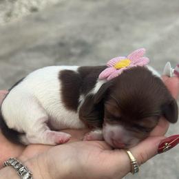 Aspen - Piebald female Dachshund puppy in Lakeland, Florida from Queens of the South