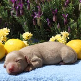 Dachshund Puppies from M & M Doxies