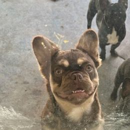 French Bulldogs from Exquisite Frenchie LLC.