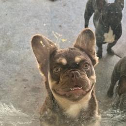 French Bulldogs from Exquisite Frenchie LLC.