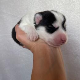 Benny - Black and white male Pomsky puppy in Mc Minnville, Oregon from West Coast Pomskies