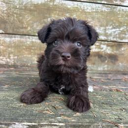 Chrissy - Liver female Miniature Schnauzer puppy in Clover, South Carolina from Bobo’s Babies Kennels