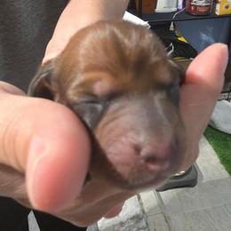 Cleo (short for Cleopatra) - Red female Dachshund puppy in San Antonio, Texas from Little Paws Doxies
