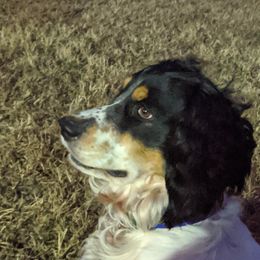 English Springer Spaniel All Grown Up from Sho-Me Springers