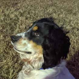 English Springer Spaniel All Grown Up from Sho-Me Springers