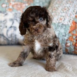 Cosmo - Merle male Cavapoo puppy in Beckley, West Virginia from By Design Doodles