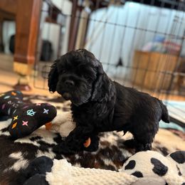 Green Collar - Black and white male Cocker Spaniel puppy in Morganton, North Carolina from Priceless Pups