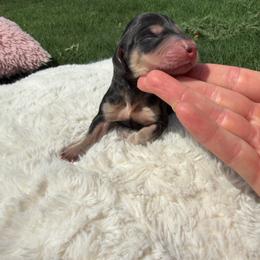 Egg - Black and tan male Dachshund puppy in Avondale, Arizona from Bris Dachshunds