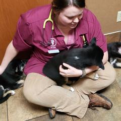 Lapponian Herder Puppies from Kaunis Joki Kennels
