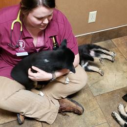 Lapponian Herder Puppies from Kaunis Joki Kennels