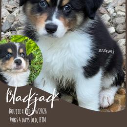 1 Blackjack, BTM - Black tri-color male Australian Shepherd puppy in Huntington, Texas from JKKJ Farms, LLC