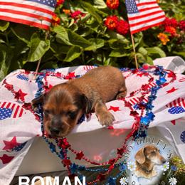 Roman - Red male Dachshund puppy in Clarksdale, Mississippi from Bo Didley's Doxies