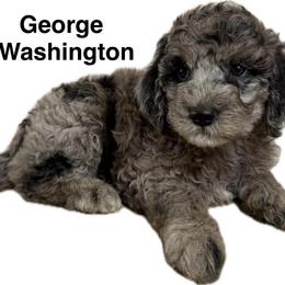 George (Washington) - Merle male Goldendoodle puppy in Newark, Ohio from Valleydayle Doodles and Wheatens