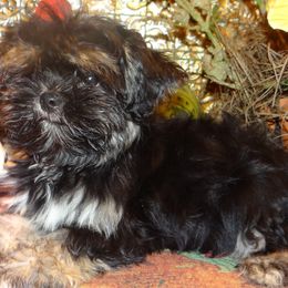 AKC Cosimo - Black and tan male Lhasa Apso puppy in Fort Washington, Maryland from GyanGanj Lhasa Apso