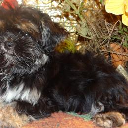 AKC Cosimo - Black and tan male Lhasa Apso puppy in Fort Washington, Maryland from GyanGanj Lhasa Apso