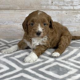 Goldendoodle Puppies from Ohiopuppypaws