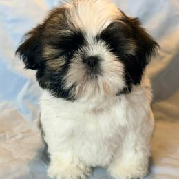 Djinn - Silver gold and white male Shih Tzu puppy in Morrisville, Missouri from Sweetbriar Shih Tzu