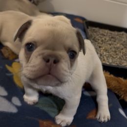 Cloe - Blue fawn female French Bulldog puppy in Spokane, Washington from Lilac City Frenchies