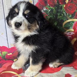 Boy 4 - Black tri-color male Australian Shepherd puppy in Lakeland, Florida from Diamond P Australian Shepherds