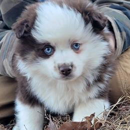 Ice - Chocolate male Pomsky puppy in Gladstone, Virginia from Rustic Charms Miniature Huskys
