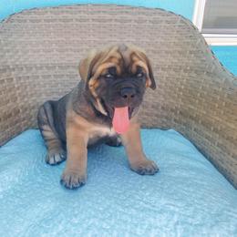 Cane Corso Puppies from Willow’s Meadow