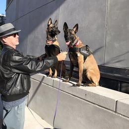 Belgian Malinois Puppies from Morning Star Malinois