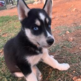 Biggs - Black and white male Siberian Husky puppy in Bangs, Texas from Final Siberians