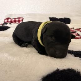 Pepper - Black female Scottish Terrier puppy in Victorville, California from Santas Scotties