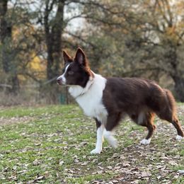 Girl 1 - female Miniature Australian Shepherd puppy in Somerset, Kentucky from Natural Life Ranch
