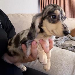 Biscuit - Dapple female Dachshund puppy in Cutler Bay, Florida from Dadecounty’s Dachshunds