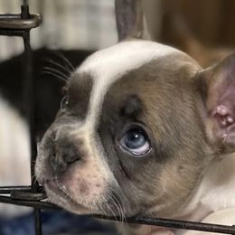 Boston Terriers and French Bulldogs from Ferina’s Benevolent Bostons and Bulldogs