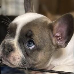 Boston Terriers and French Bulldogs from Ferina’s Benevolent Bostons and Bulldogs