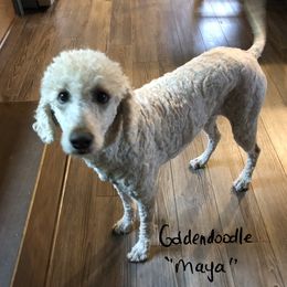 Maya - Goldendoodle