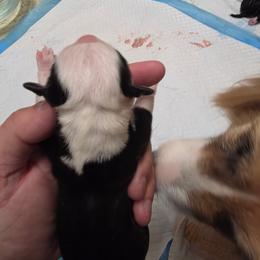 Mason - White and black male Pembroke Welsh Corgi puppy in Atascadero, California from California Corgis and Kunes