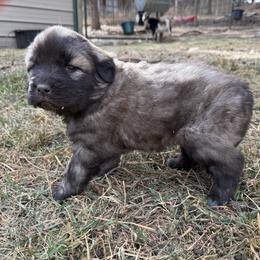 Aussiedoodle and Sarplaninac Puppies from Pesky Redneck Mini Ranch