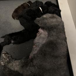 Poodle Puppies from Jewels Mtn Poodles